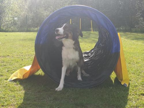 Hunde-Parcours am 01.05.2023