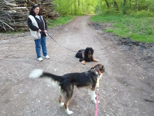 Ein Spaziergang im Wald