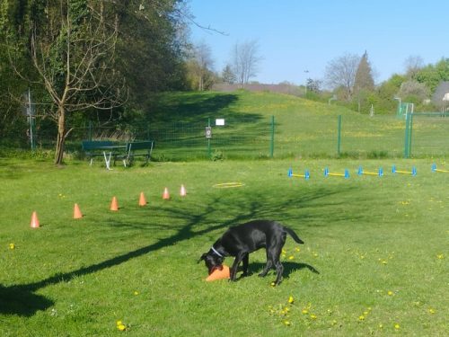 Hundetreff-Parcours am 26.04.26